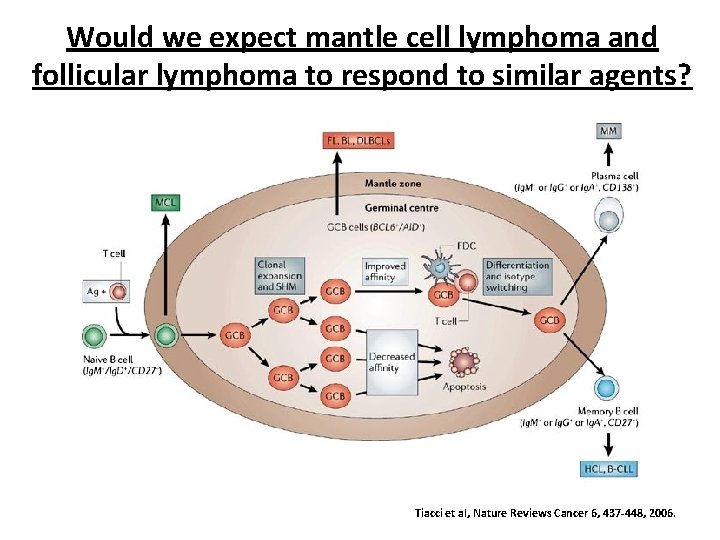 Would we expect mantle cell lymphoma and follicular lymphoma to respond to similar agents?