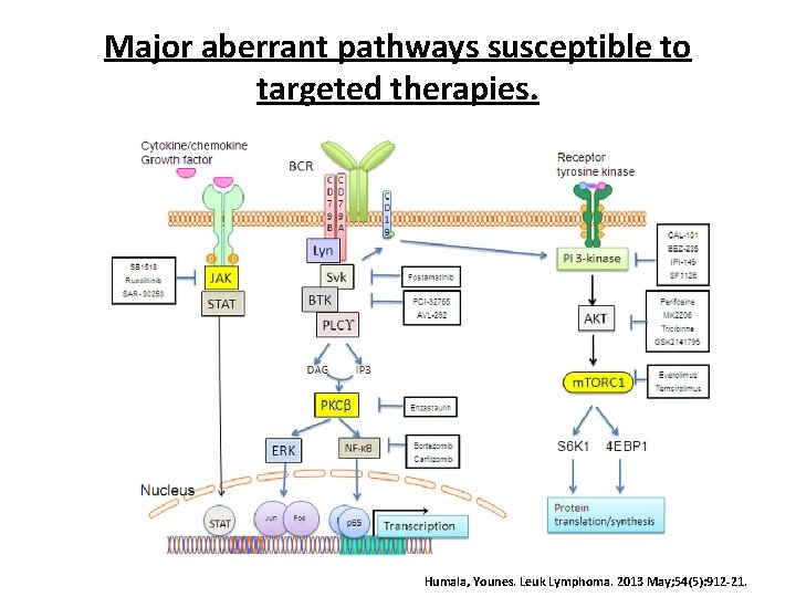 Major aberrant pathways susceptible to targeted therapies. Humala, Younes. Leuk Lymphoma. 2013 May; 54(5):
