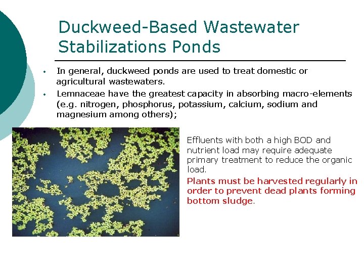 Duckweed-Based Wastewater Stabilizations Ponds • • In general, duckweed ponds are used to treat