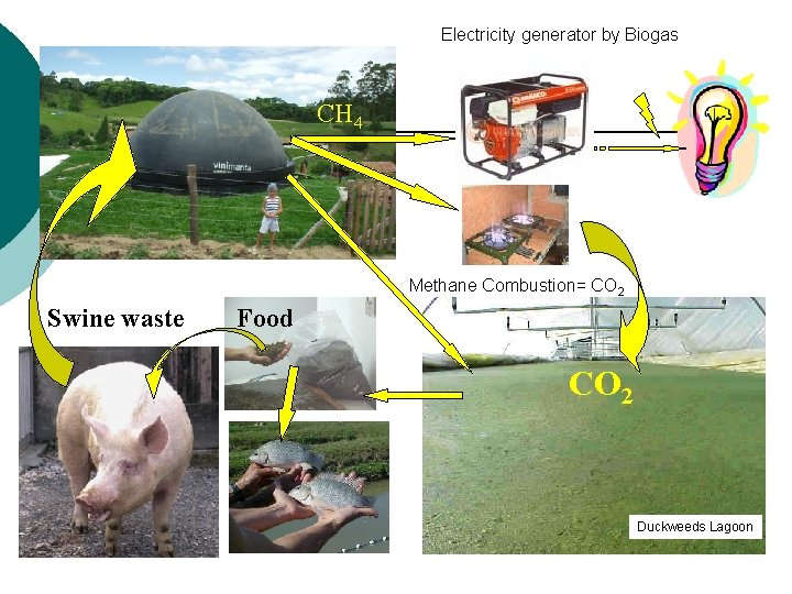 Electricity generator by Biogas CH 4 Methane Combustion= CO 2 Swine waste Food CO