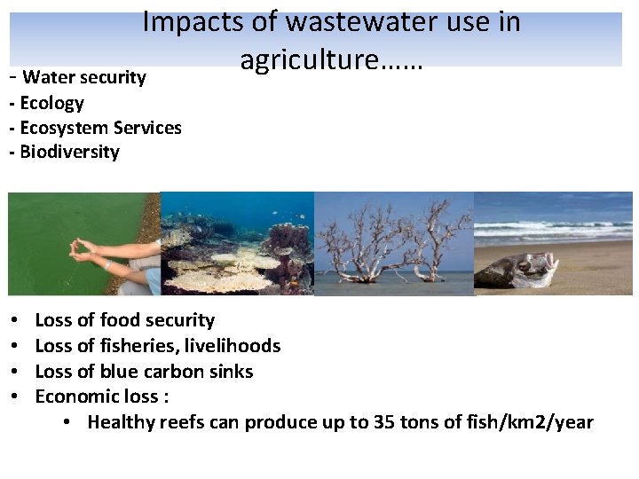 Impacts of wastewater use in agriculture…… - Water security - Ecology - Ecosystem Services