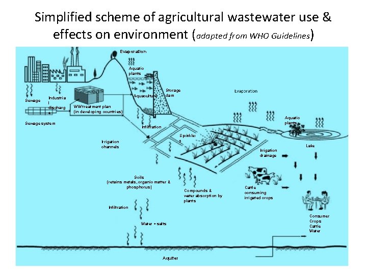 Simplified scheme of agricultural wastewater use & effects on environment (adapted from WHO Guidelines)