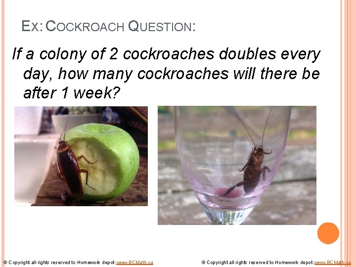 EX: COCKROACH QUESTION: If a colony of 2 cockroaches doubles every day, how many