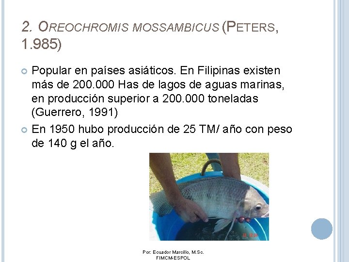 2. OREOCHROMIS MOSSAMBICUS (PETERS, 1. 985) Popular en países asiáticos. En Filipinas existen más