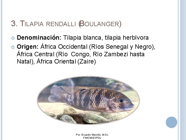 3. TILAPIA RENDALLI (BOULANGER) Denominación: Tilapia blanca, tilapia herbívora Origen: África Occidental (Ríos Senegal