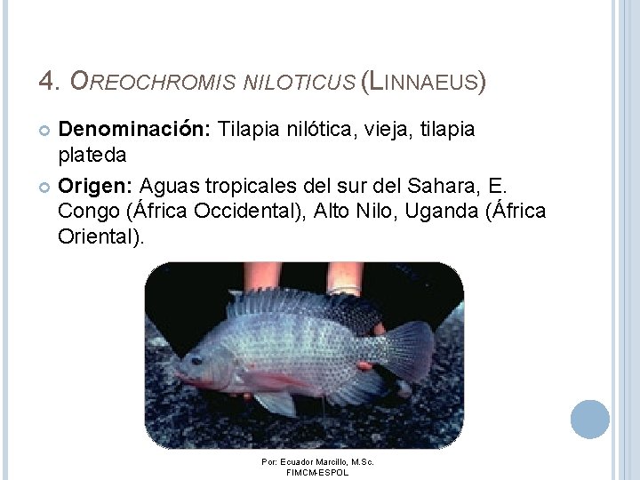 4. OREOCHROMIS NILOTICUS (LINNAEUS) Denominación: Tilapia nilótica, vieja, tilapia plateda Origen: Aguas tropicales del