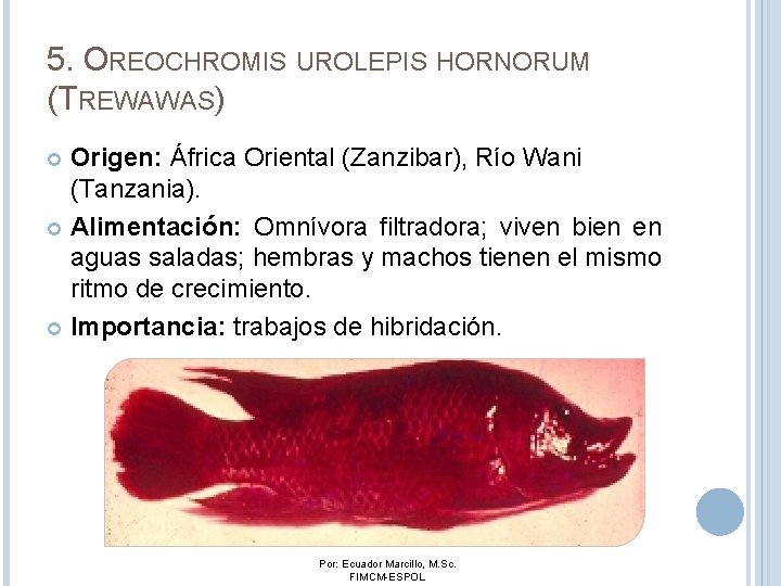 5. OREOCHROMIS UROLEPIS HORNORUM (TREWAWAS) Origen: África Oriental (Zanzibar), Río Wani (Tanzania). Alimentación: Omnívora 5. OREOCHROMIS UROLEPIS HORNORUM (TREWAWAS) Origen: África Oriental (Zanzibar), Río Wani (Tanzania). Alimentación: Omnívora