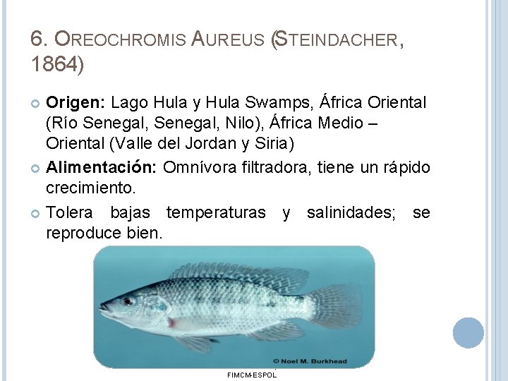 6. OREOCHROMIS AUREUS (STEINDACHER, 1864) Origen: Lago Hula y Hula Swamps, África Oriental (Río