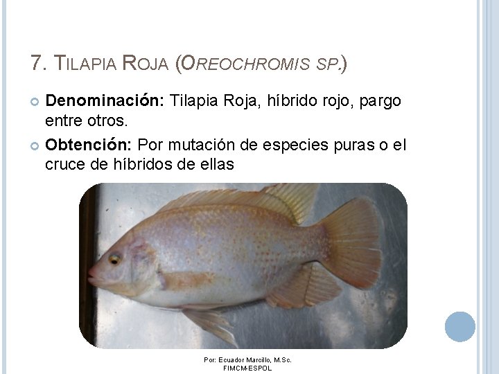 7. TILAPIA ROJA (OREOCHROMIS SP. ) Denominación: Tilapia Roja, híbrido rojo, pargo entre otros.