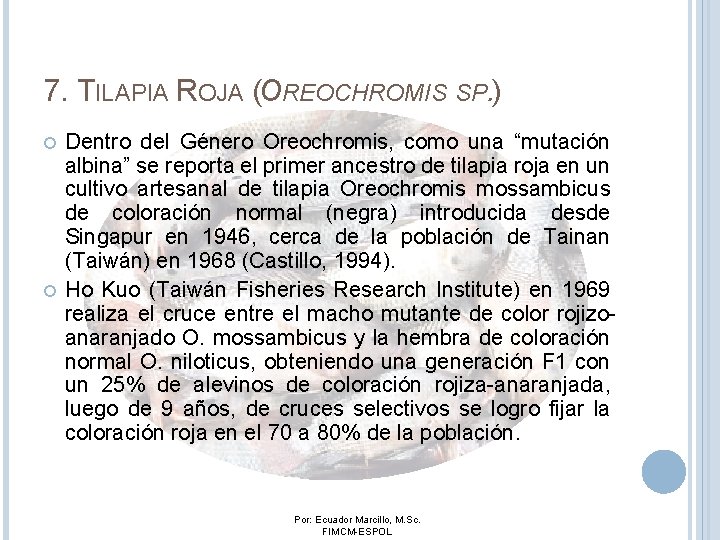 7. TILAPIA ROJA (OREOCHROMIS SP. ) Dentro del Género Oreochromis, como una “mutación albina”