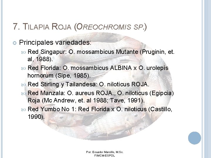 7. TILAPIA ROJA (OREOCHROMIS SP. ) Principales variedades: Red Singapur: O. mossambicus Mutante (Pruginin,