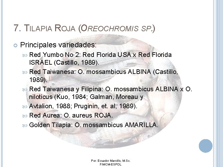 7. TILAPIA ROJA (OREOCHROMIS SP. ) Principales variedades: Red Yumbo No 2: Red Florida 7. TILAPIA ROJA (OREOCHROMIS SP. ) Principales variedades: Red Yumbo No 2: Red Florida