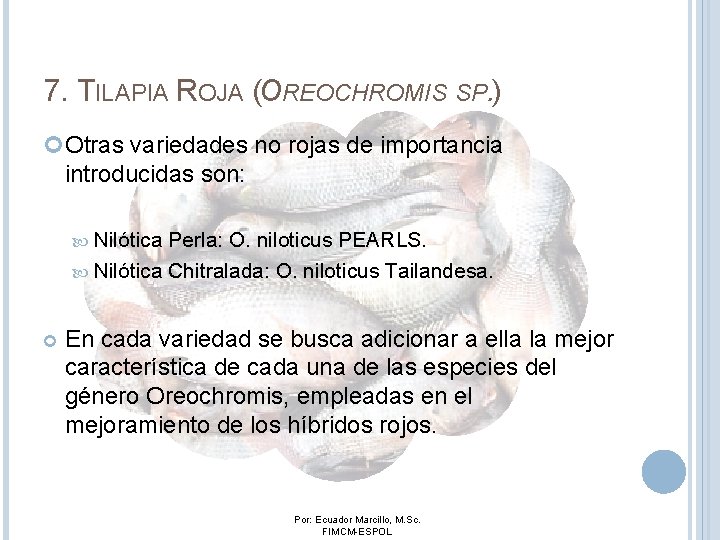 7. TILAPIA ROJA (OREOCHROMIS SP. ) Otras variedades no rojas de importancia introducidas son: