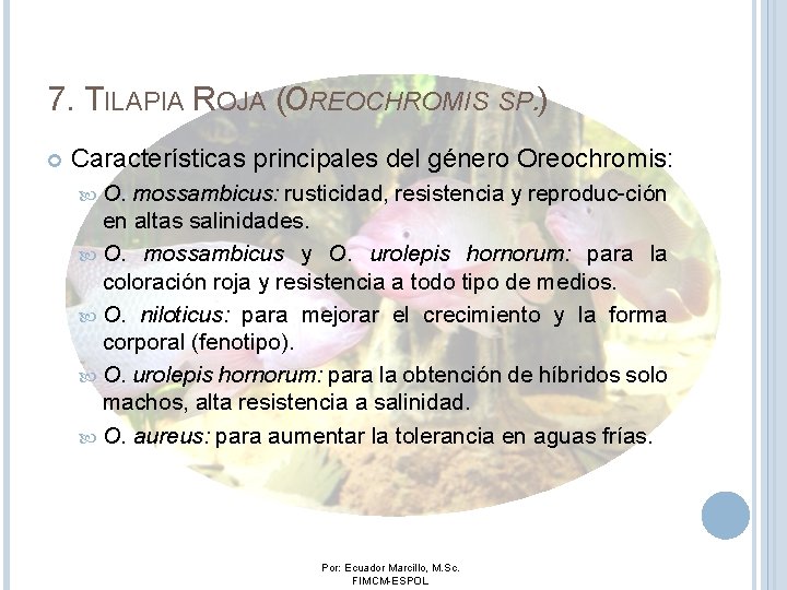 7. TILAPIA ROJA (OREOCHROMIS SP. ) Características principales del género Oreochromis: O. mossambicus: rusticidad,