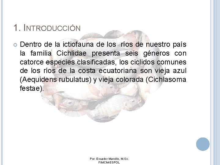 1. INTRODUCCIÓN Dentro de la ictiofauna de los ríos de nuestro país la familia