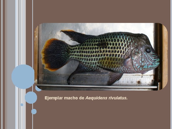 Ejemplar macho de Aequidens rivulatus. 