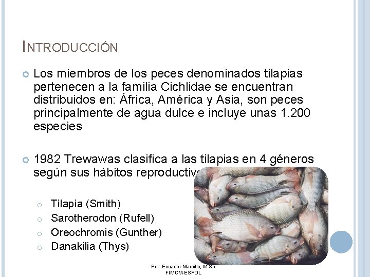 INTRODUCCIÓN Los miembros de los peces denominados tilapias pertenecen a la familia Cichlidae se