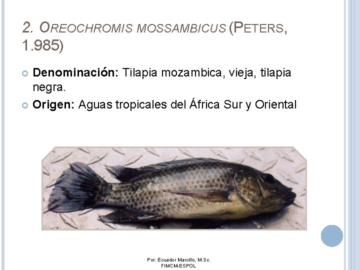 2. OREOCHROMIS MOSSAMBICUS (PETERS, 1. 985) Denominación: Tilapia mozambica, vieja, tilapia negra. Origen: Aguas