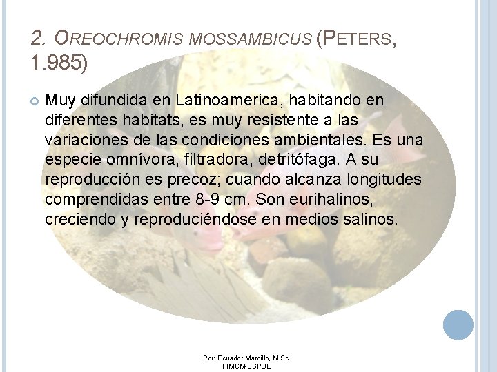 2. OREOCHROMIS MOSSAMBICUS (PETERS, 1. 985) Muy difundida en Latinoamerica, habitando en diferentes habitats, 2. OREOCHROMIS MOSSAMBICUS (PETERS, 1. 985) Muy difundida en Latinoamerica, habitando en diferentes habitats,