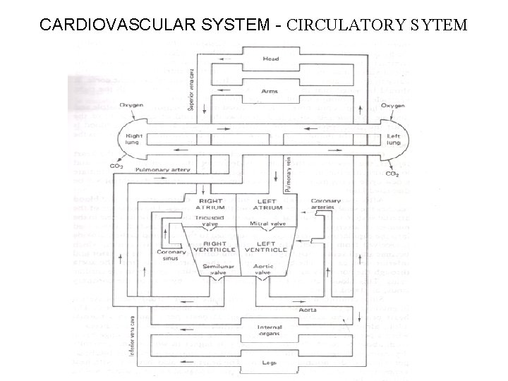 CARDIOVASCULAR SYSTEM - CIRCULATORY SYTEM 