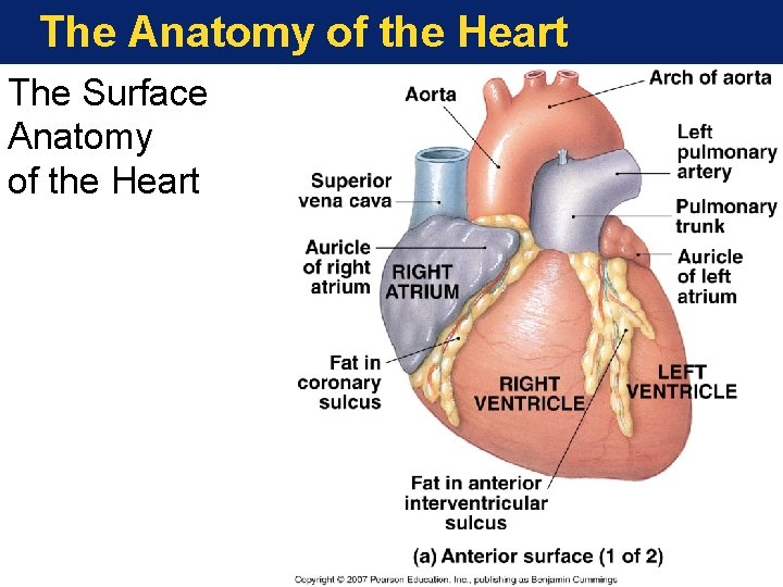 The Anatomy of the Heart The Surface Anatomy of the Heart 