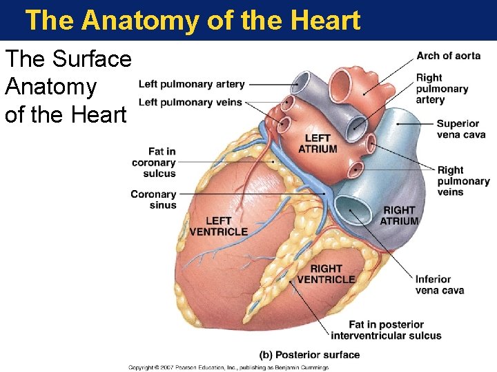 The Anatomy of the Heart The Surface Anatomy of the Heart 