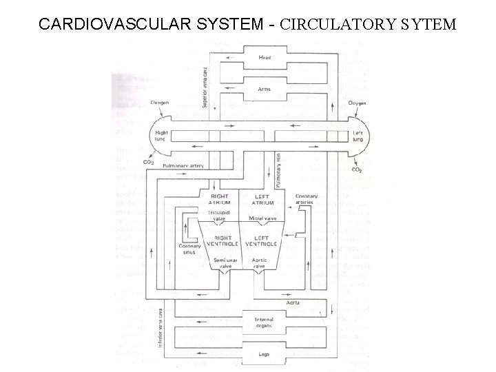 CARDIOVASCULAR SYSTEM - CIRCULATORY SYTEM 