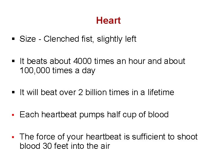 Heart § Size - Clenched fist, slightly left § It beats about 4000 times