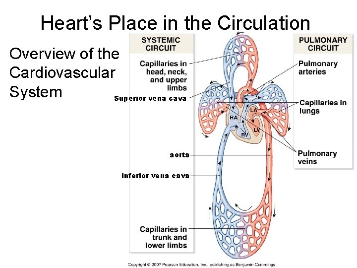 Heart’s Place in the Circulation Overview of the Cardiovascular System Superior vena cava aorta