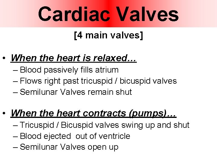 Cardiac Valves [4 main valves] • When the heart is relaxed… – Blood passively