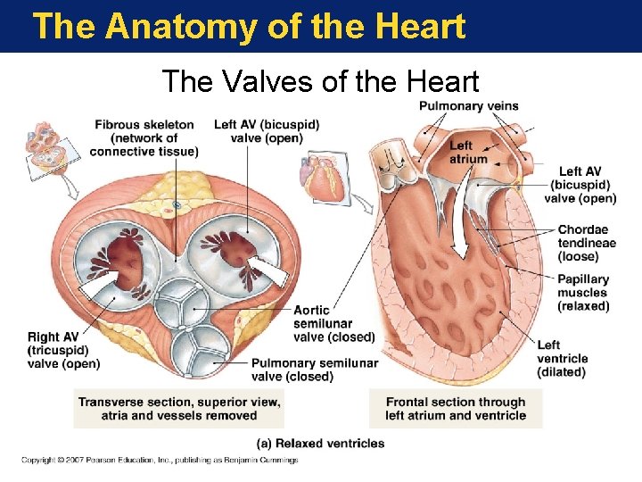 The Anatomy of the Heart The Valves of the Heart 