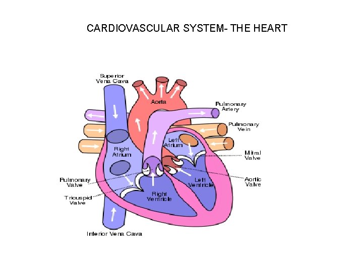 CARDIOVASCULAR SYSTEM- THE HEART 