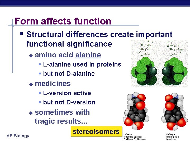 Form affects function § Structural differences create important functional significance u amino acid alanine