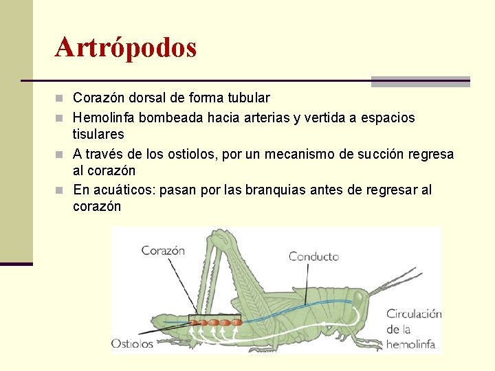 Artrópodos n Corazón dorsal de forma tubular n Hemolinfa bombeada hacia arterias y vertida
