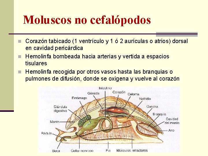 Moluscos no cefalópodos n Corazón tabicado (1 ventrículo y 1 ó 2 aurículas o