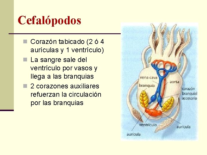 Cefalópodos n Corazón tabicado (2 ó 4 aurículas y 1 ventrículo) n La sangre