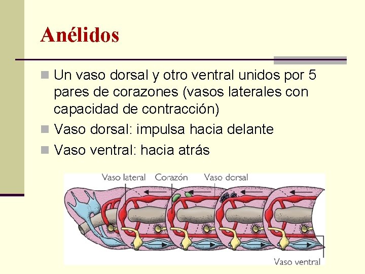 Anélidos n Un vaso dorsal y otro ventral unidos por 5 pares de corazones