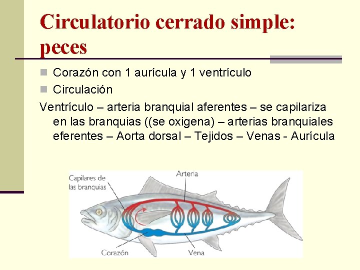 Circulatorio cerrado simple: peces n Corazón con 1 aurícula y 1 ventrículo n Circulación