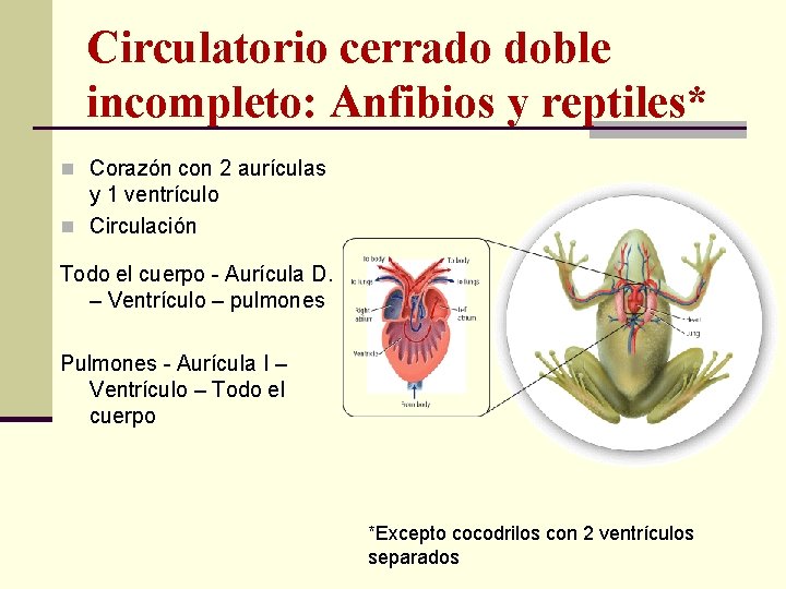 Circulatorio cerrado doble incompleto: Anfibios y reptiles* n Corazón con 2 aurículas y 1