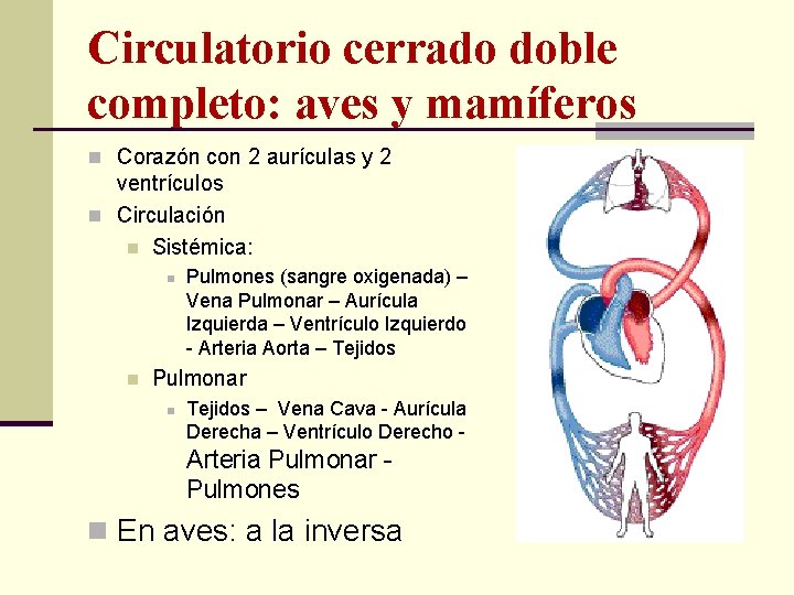 Circulatorio cerrado doble completo: aves y mamíferos n Corazón con 2 aurículas y 2