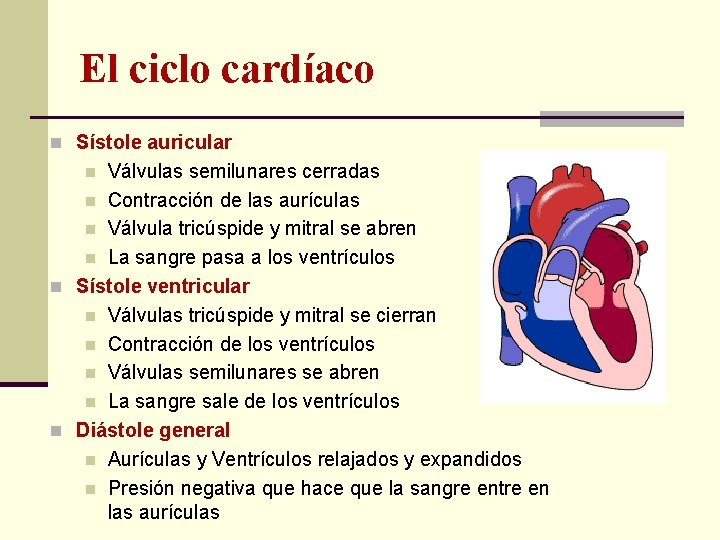 El ciclo cardíaco n Sístole auricular Válvulas semilunares cerradas n Contracción de las aurículas