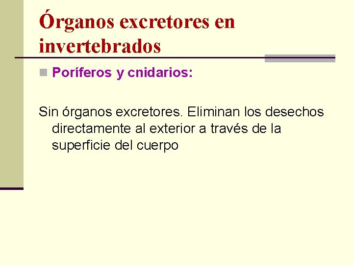 Órganos excretores en invertebrados n Poríferos y cnidarios: Sin órganos excretores. Eliminan los desechos