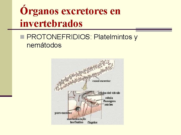 Órganos excretores en invertebrados n PROTONEFRIDIOS: Platelmintos y nemátodos 