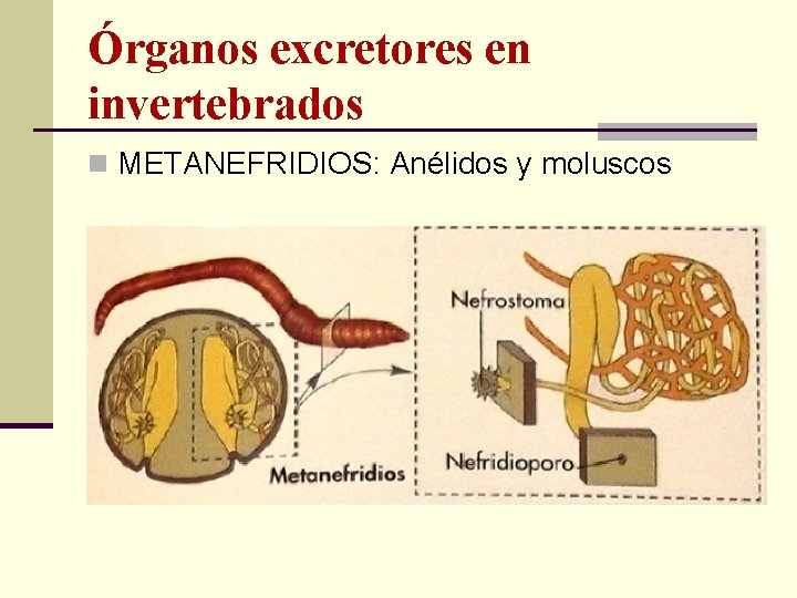 Órganos excretores en invertebrados n METANEFRIDIOS: Anélidos y moluscos 