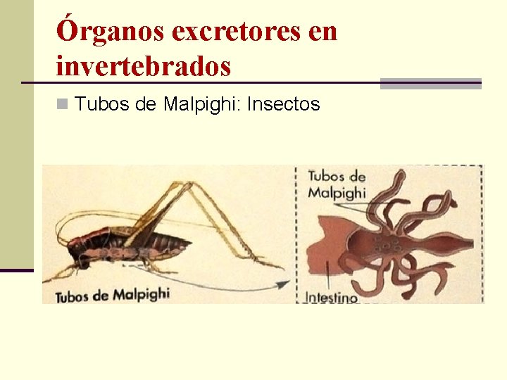 Órganos excretores en invertebrados n Tubos de Malpighi: Insectos 