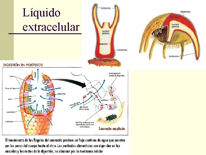 Líquido extracelular 