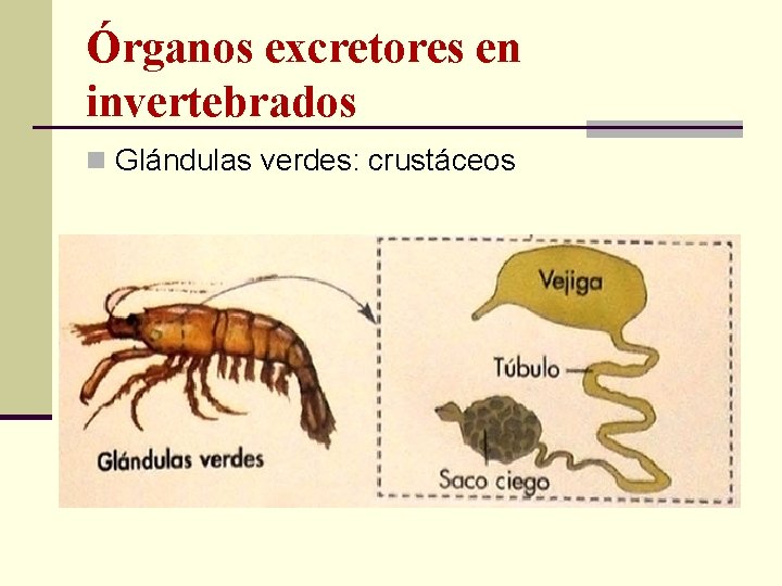 Órganos excretores en invertebrados n Glándulas verdes: crustáceos 