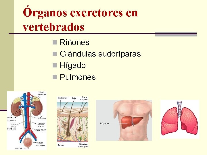 Órganos excretores en vertebrados n Riñones n Glándulas sudoríparas n Hígado n Pulmones 