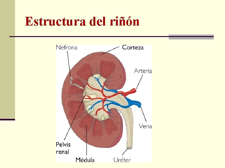 Estructura del riñón 