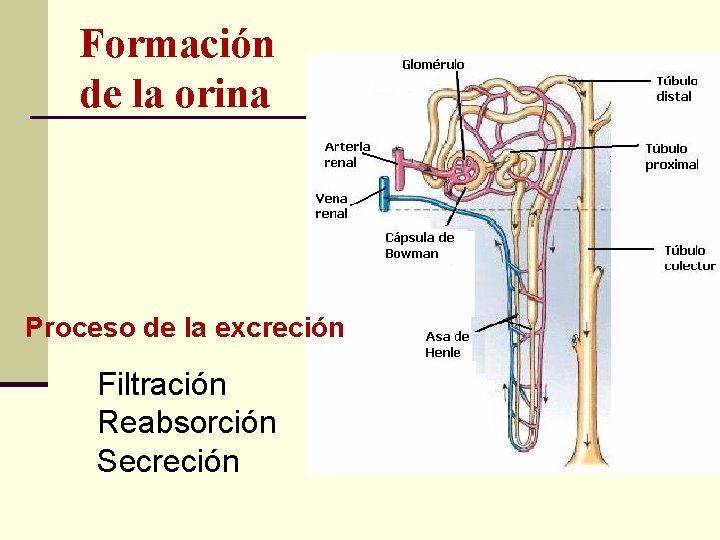 Formación de la orina Proceso de la excreción Filtración Reabsorción Secreción 